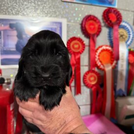 Cocker Spaniel (Show)