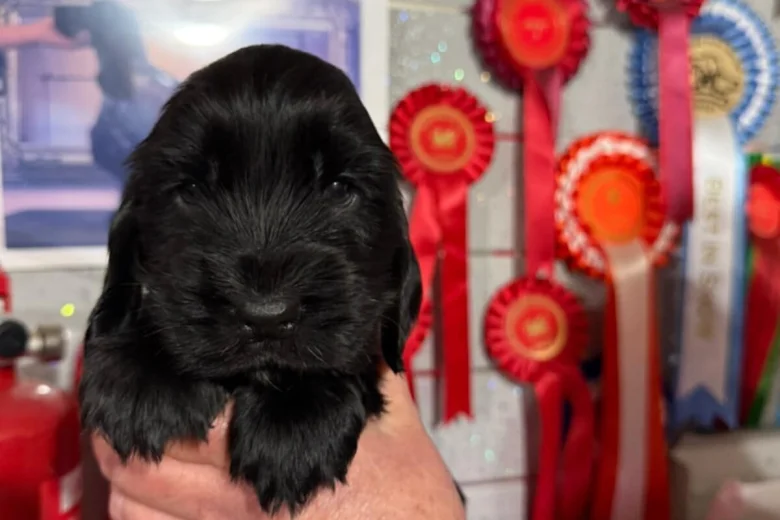 Cocker Spaniel (Show)