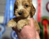 Cocker Spaniel (Show)