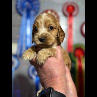 Cocker Spaniel (Show)