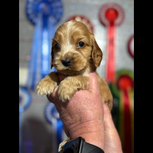 Cocker Spaniel (Show)