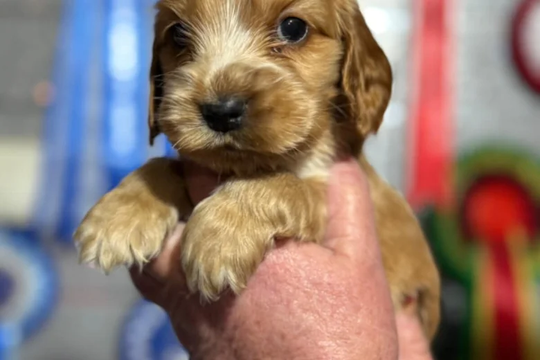 Cocker Spaniel (Show)