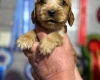Cocker Spaniel (Show)