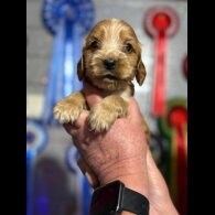 Cocker Spaniel (Show)