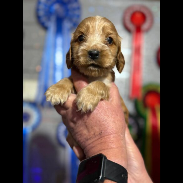 Cocker Spaniel (Show)