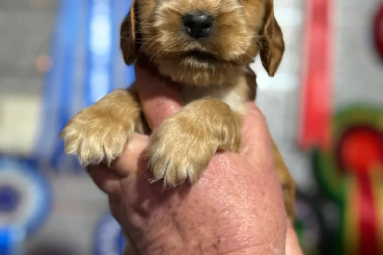Cocker Spaniel (Show)