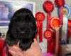 Cocker Spaniel (Show)