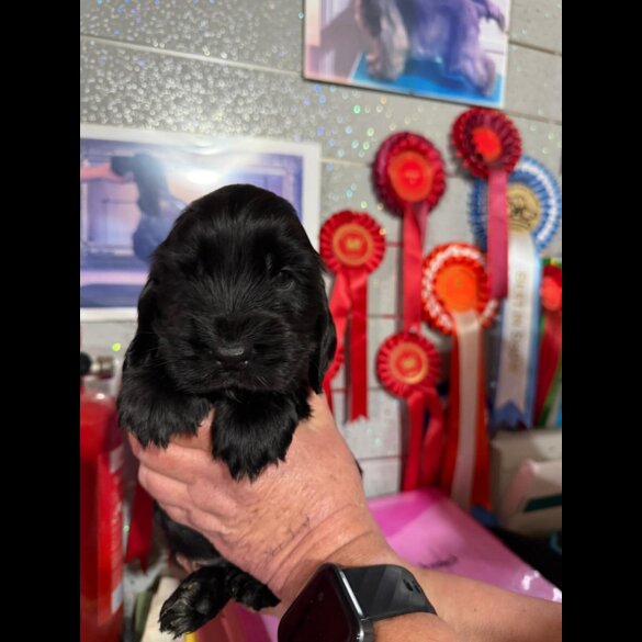 Cocker Spaniel (Show)