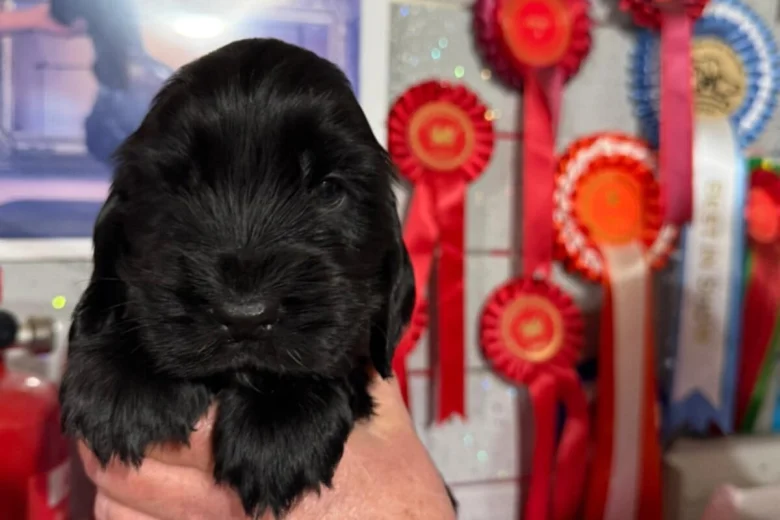 Cocker Spaniel (Show)