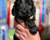 Cocker Spaniel (Show)