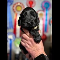 Cocker Spaniel (Show)