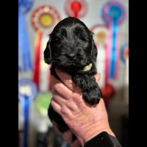 Cocker Spaniel (Show)
