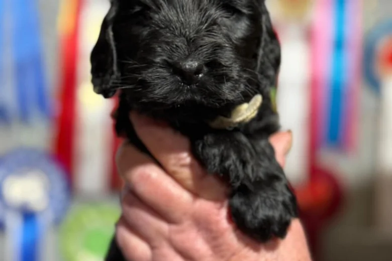 Cocker Spaniel (Show)