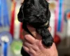 Cocker Spaniel (Show)