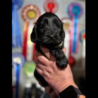 Cocker Spaniel (Show)