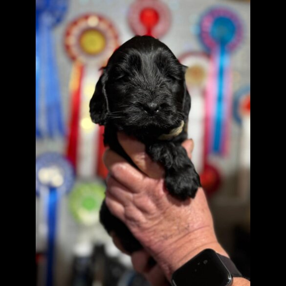 Cocker Spaniel (Show)