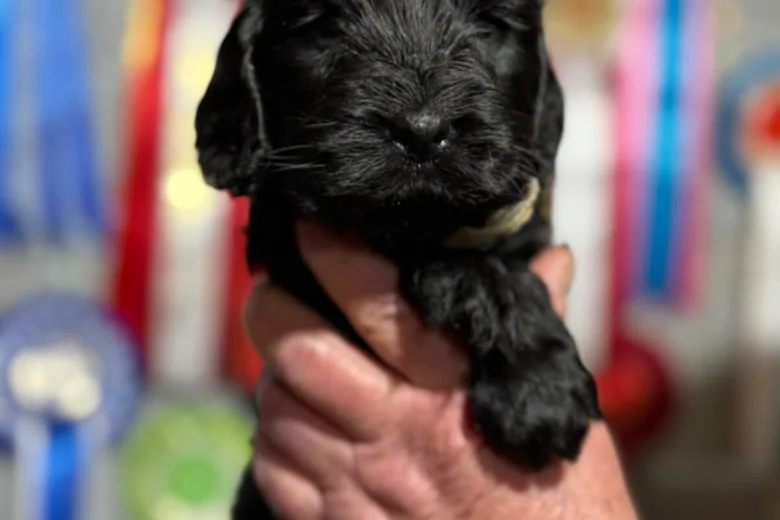 Cocker Spaniel (Show)