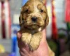 Cocker Spaniel (Show)