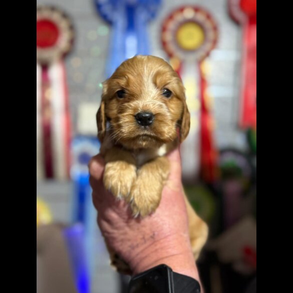 Cocker Spaniel (Show)