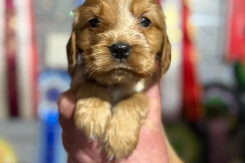 Cocker Spaniel (Show)