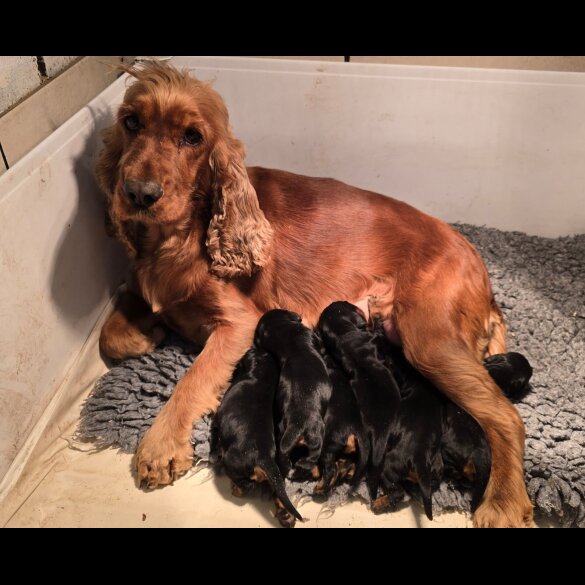 Cocker Spaniel (Show)