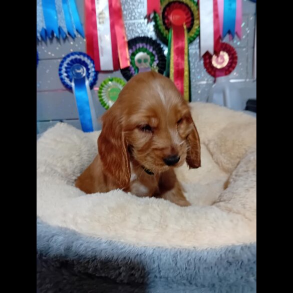 Cocker Spaniel (Show)