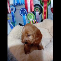 Cocker Spaniel (Show)