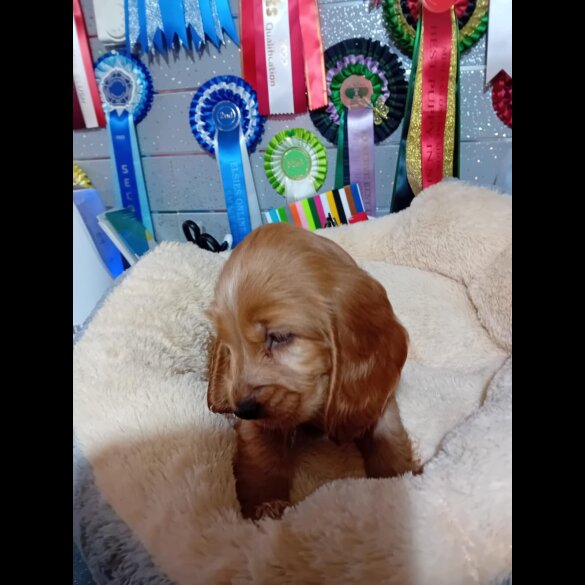 Cocker Spaniel (Show)