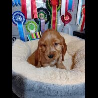 Cocker Spaniel (Show)