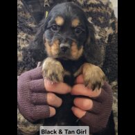 Cocker Spaniel (Show)