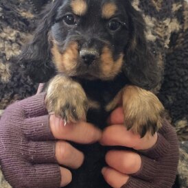 Cocker Spaniel (Show)