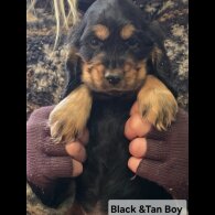 Cocker Spaniel (Show)