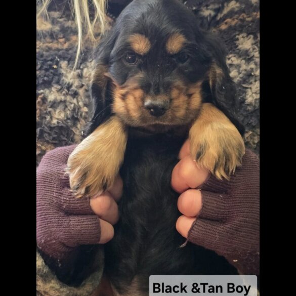 Cocker Spaniel (Show)