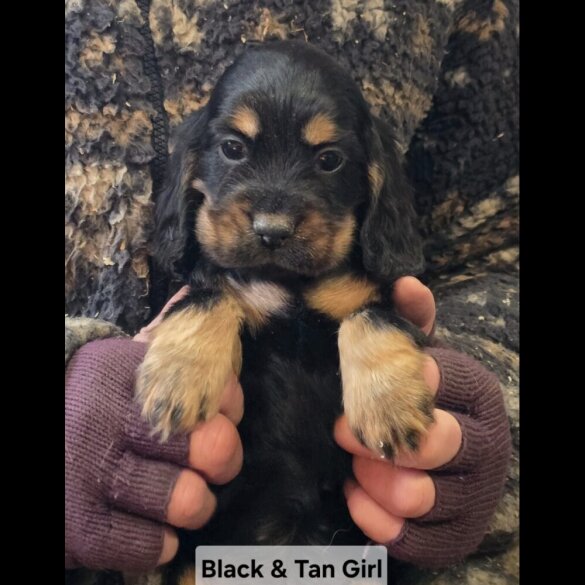 Cocker Spaniel (Show)