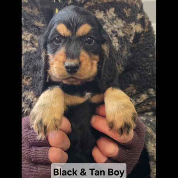 Cocker Spaniel (Show)