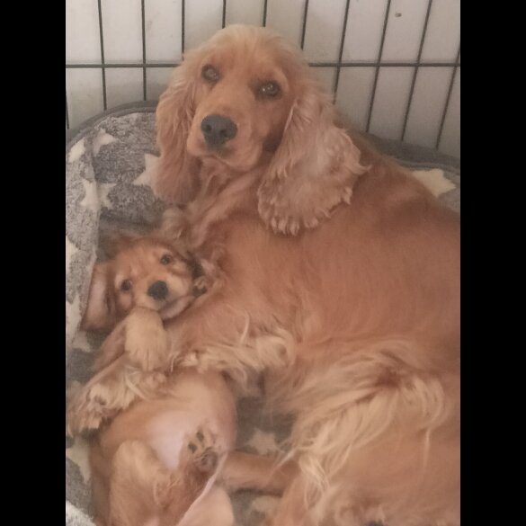 Cocker Spaniel (Show)