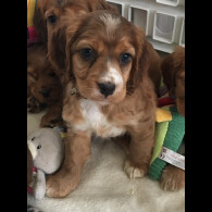 Cocker Spaniel (Show)