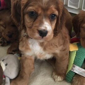 Cocker Spaniel (Show)