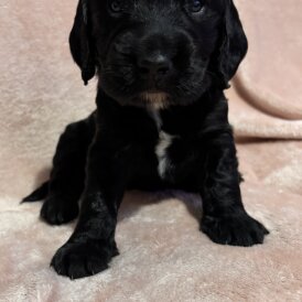 Cocker Spaniel (Working)