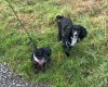 Cocker Spaniel (Working)