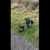 Cocker Spaniel (Working)