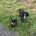 Cocker Spaniel (Working)