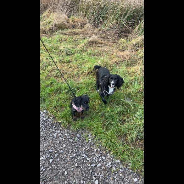 Cocker Spaniel (Working)