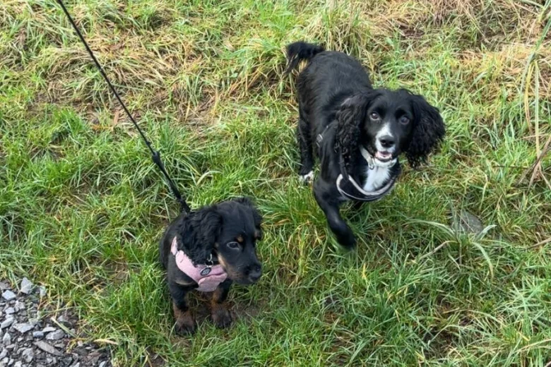 Cocker Spaniel (Working)