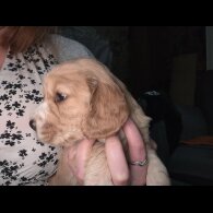 Cocker Spaniel (Working)