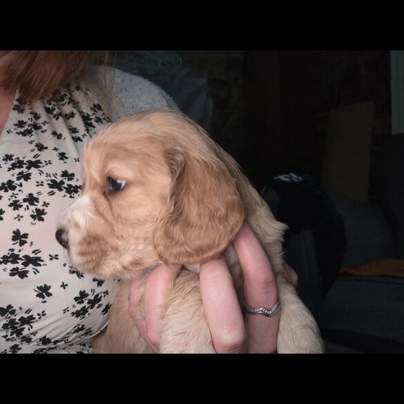 Cocker Spaniel (Working)