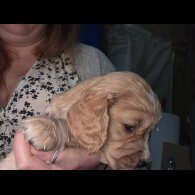 Cocker Spaniel (Working)