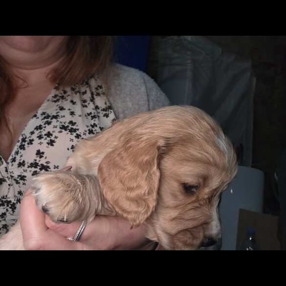 Cocker Spaniel (Working)