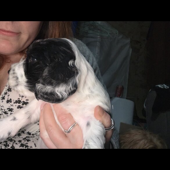 Cocker Spaniel (Working)