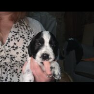 Cocker Spaniel (Working)